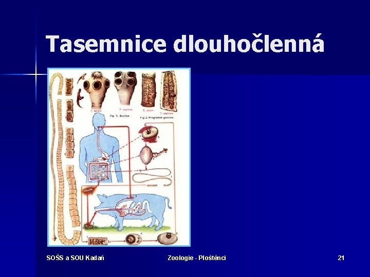 Tasemnice dlouhočlenná SOŠS a SOU Kadaň Zoologie - Ploštěnci 21 