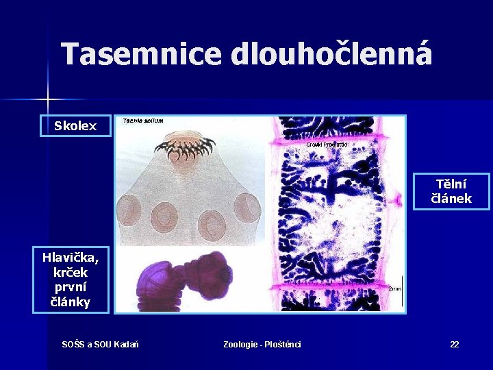 Tasemnice dlouhočlenná Skolex Tělní článek Hlavička, krček první články SOŠS a SOU Kadaň Zoologie
