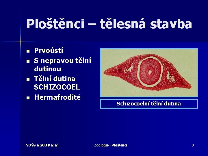 Ploštěnci – tělesná stavba n n Prvoústí S nepravou tělní dutinou Tělní dutina SCHIZOCOEL