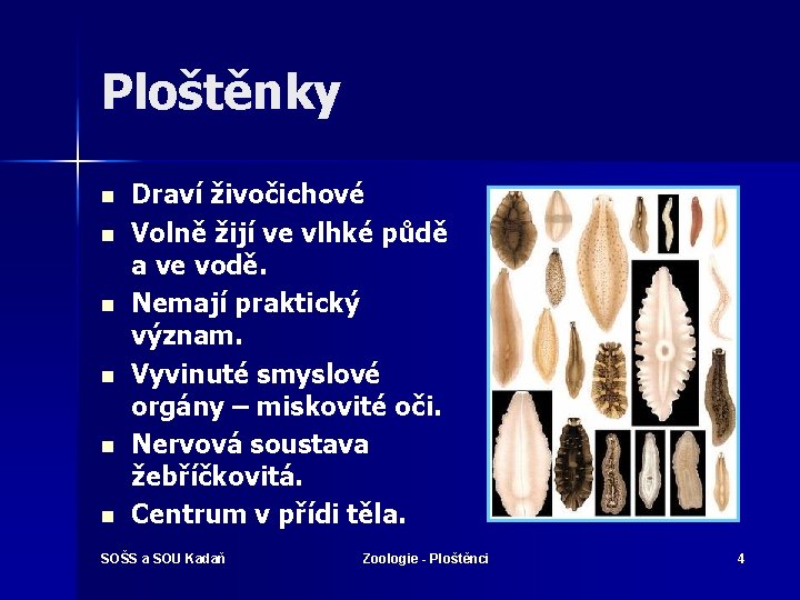 Ploštěnky n n n Draví živočichové Volně žijí ve vlhké půdě a ve vodě.