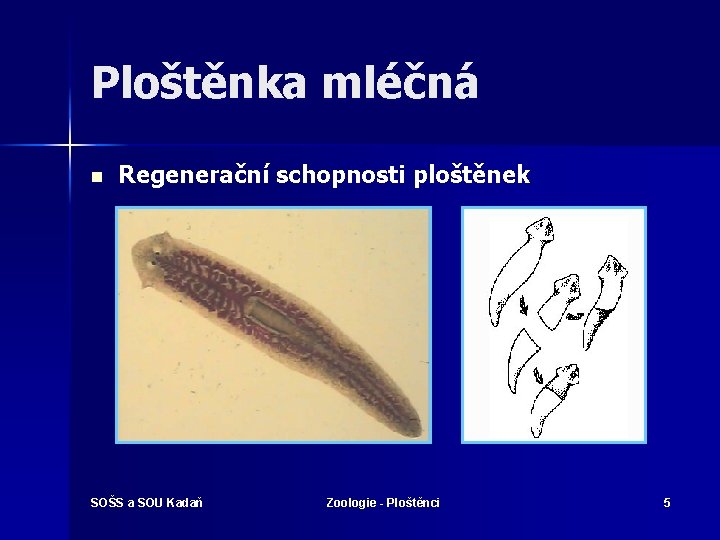Ploštěnka mléčná n Regenerační schopnosti ploštěnek SOŠS a SOU Kadaň Zoologie - Ploštěnci 5