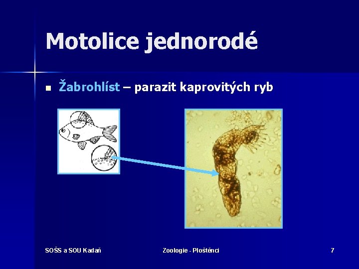 Motolice jednorodé n Žabrohlíst – parazit kaprovitých ryb SOŠS a SOU Kadaň Zoologie -