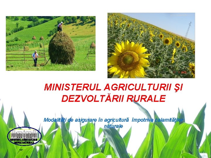 MINISTERUL AGRICULTURII ŞI DEZVOLTĂRII RURALE Modalităţi de asigurare în agricultură împotriva calamităţilor naturale 1