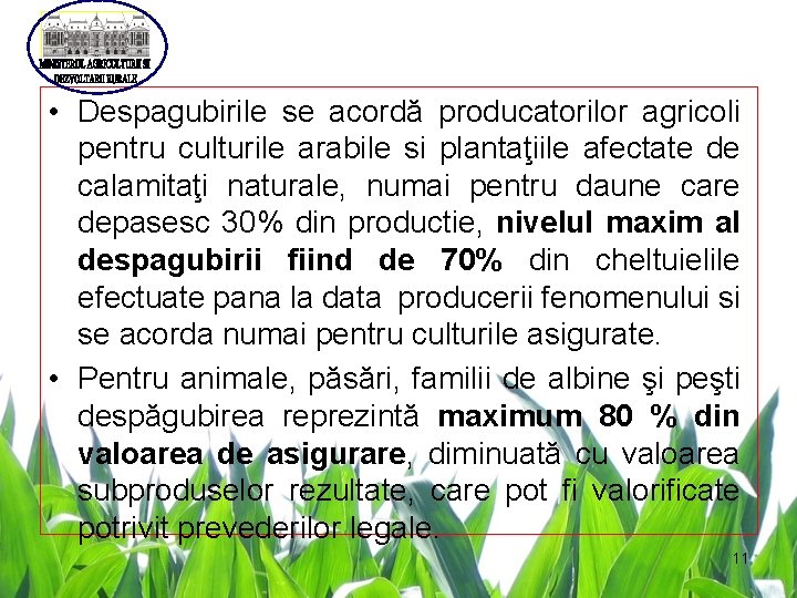 • Despagubirile se acordă producatorilor agricoli pentru culturile arabile si plantaţiile afectate de