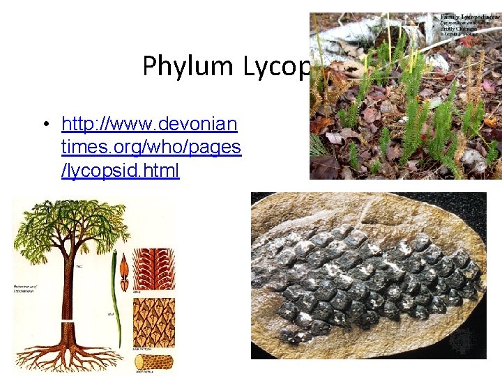 Phylum Lycopoda • http: //www. devonian times. org/who/pages /lycopsid. html 