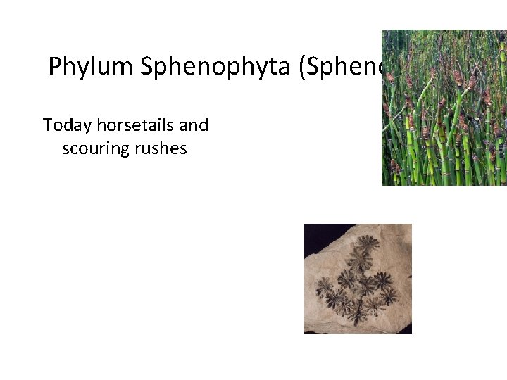 Phylum Sphenophyta (Sphenopsids) Today horsetails and scouring rushes 