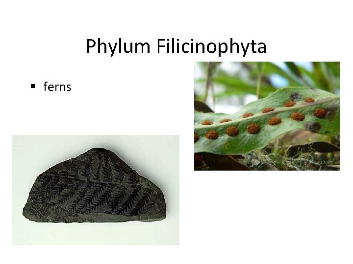 Phylum Filicinophyta § ferns 