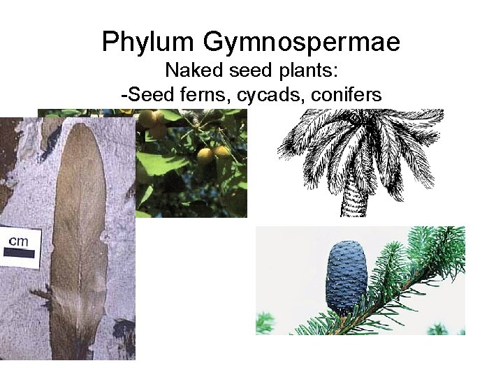 Phylum Gymnospermae Naked seed plants: -Seed ferns, cycads, conifers 