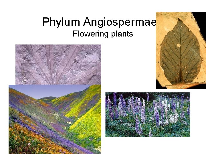 Phylum Angiospermae Flowering plants 