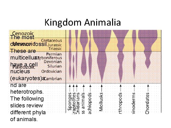 Kingdom Animalia The most common fossil. These are multicelluar, have a cell nucleus (eukaryotes)a