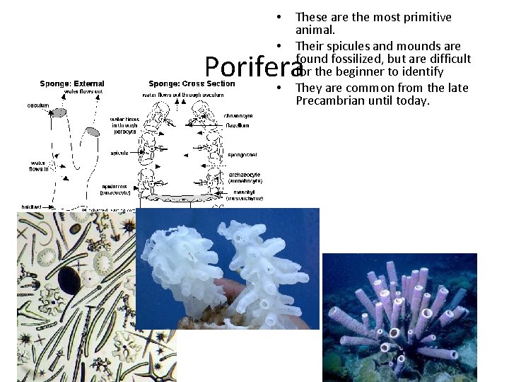  • • These are the most primitive animal. Their spicules and mounds are