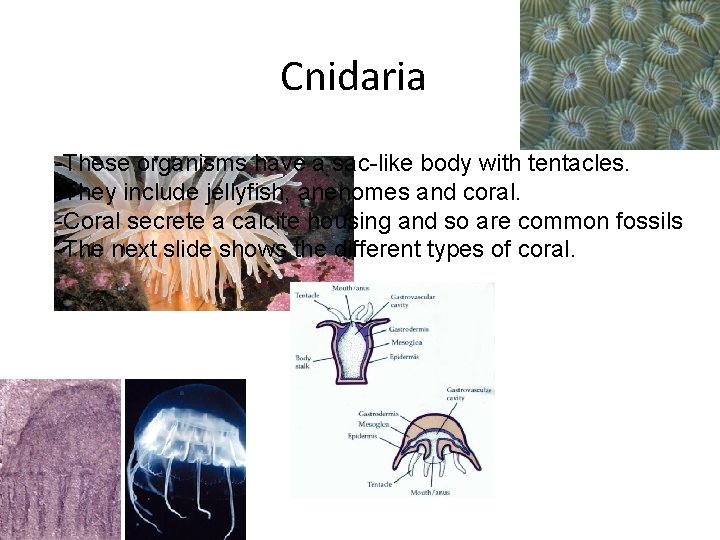 Cnidaria -These organisms have a sac-like body with tentacles. -They include jellyfish, anenomes and