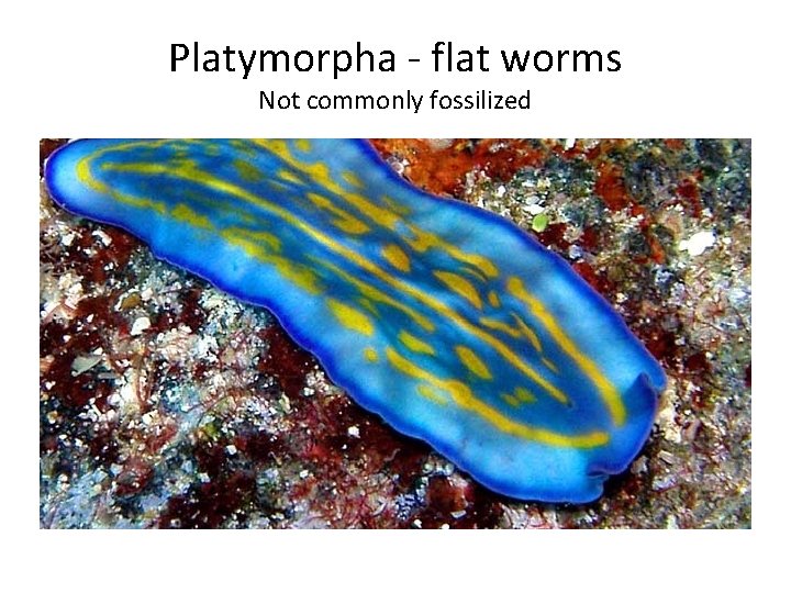 Platymorpha - flat worms Not commonly fossilized 