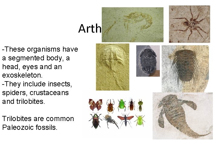 Arthropods -These organisms have a segmented body, a head, eyes and an exoskeleton. -They