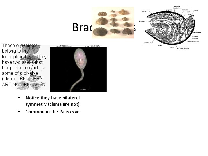 Brachiopods These organisms belong to the lophophorates. They have two shells that hinge and