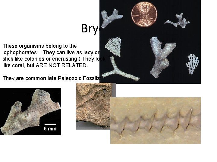 Bryozoans These organisms belong to the lophophorates. They can live as lacy or stick