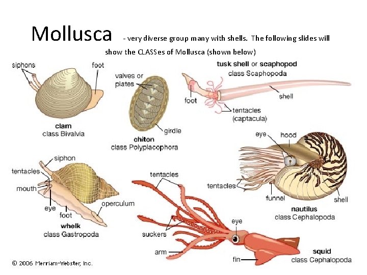 Mollusca - very diverse group many with shells. The following slides will show the