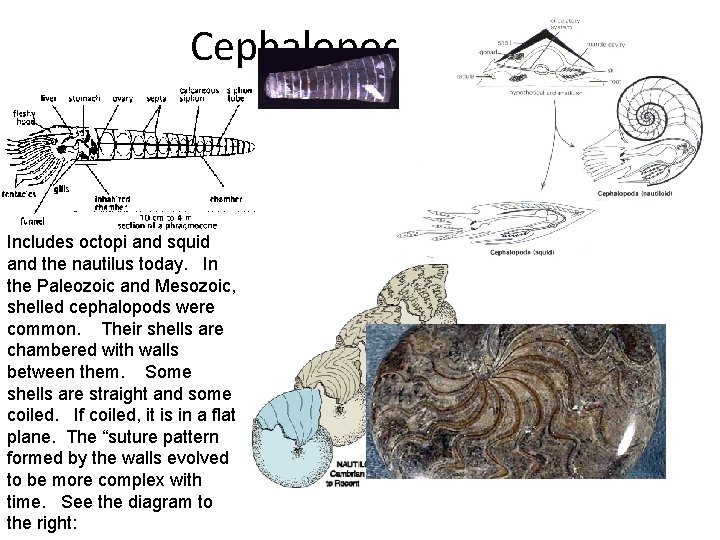 Cephalopods Includes octopi and squid and the nautilus today. In the Paleozoic and Mesozoic,