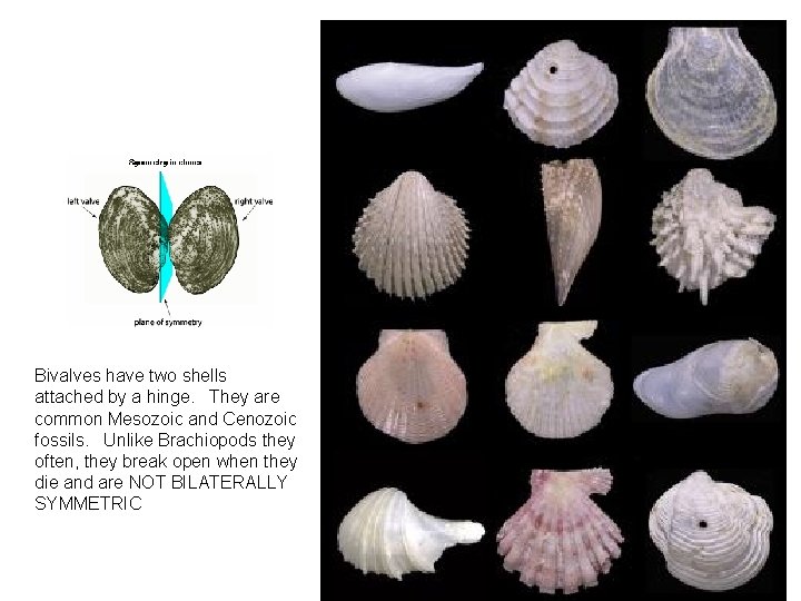 Bivalves have two shells attached by a hinge. They are common Mesozoic and Cenozoic