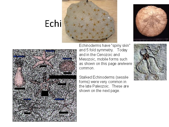 Echinoderms have “spiny skin” and 5 fold symmetry. Today and in the Cenozoic and