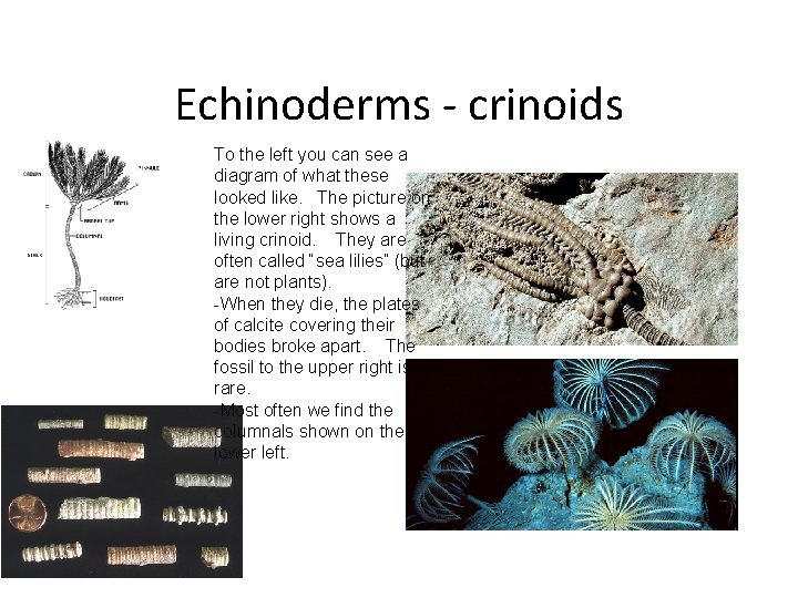 Echinoderms - crinoids To the left you can see a diagram of what these