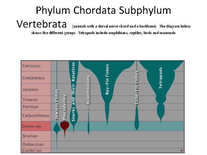 Phylum Chordata Subphylum Vertebrata (animals with a dorsal nerve chord and a backbone) The