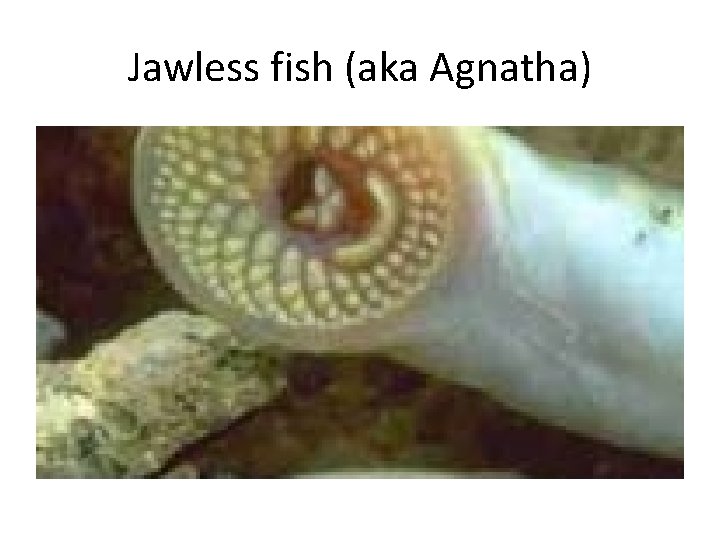 Jawless fish (aka Agnatha) 