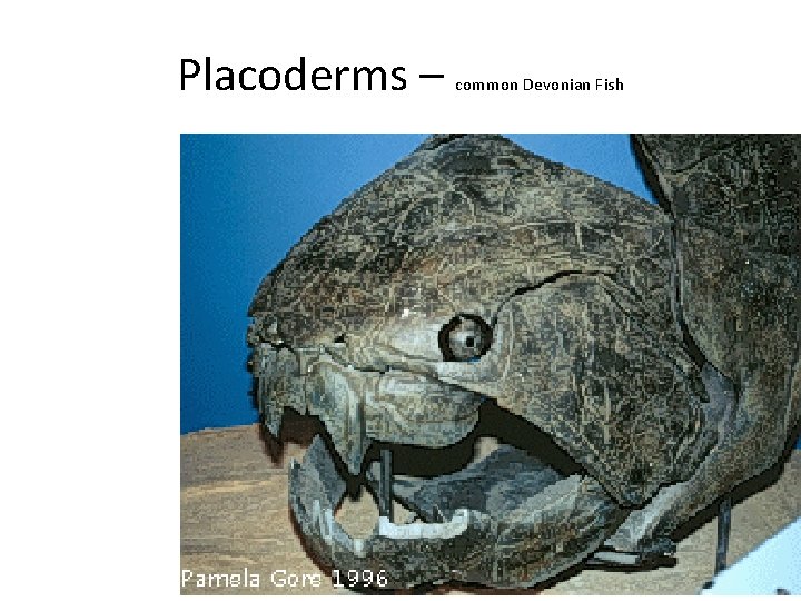 Placoderms – common Devonian Fish 