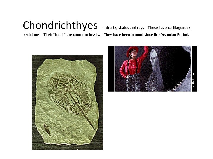 Chondrichthyes - sharks, skates and rays. These have cartilagenous skeletons. Their “teeth” are common