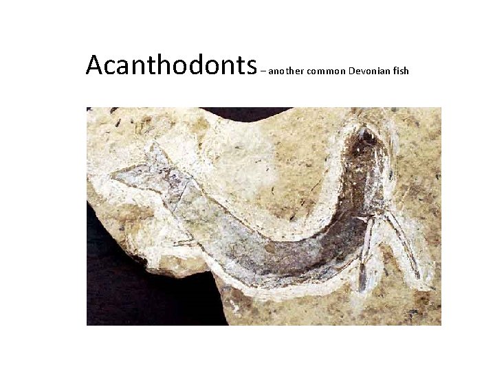 Acanthodonts – another common Devonian fish 