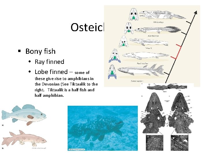 Osteichthyes § Bony fish Ray finned Lobe finned – some of these give rise