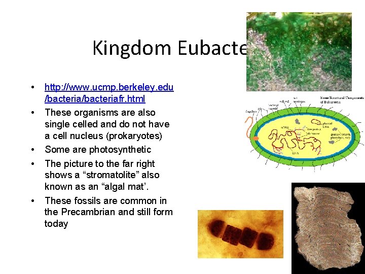 Kingdom Eubacteria • • • http: //www. ucmp. berkeley. edu /bacteriafr. html These organisms