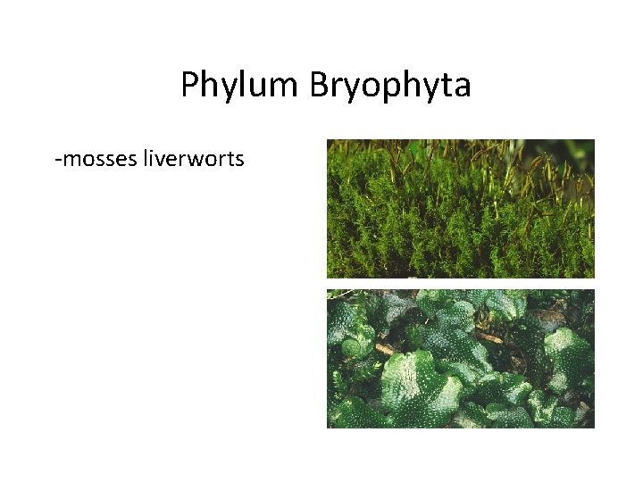 Phylum Bryophyta -mosses liverworts 