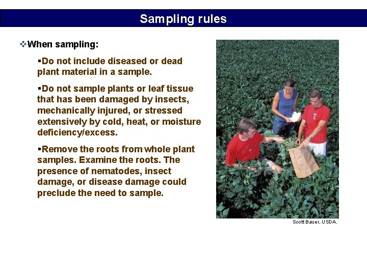 Sampling rules v. When sampling: §Do not include diseased or dead plant material in