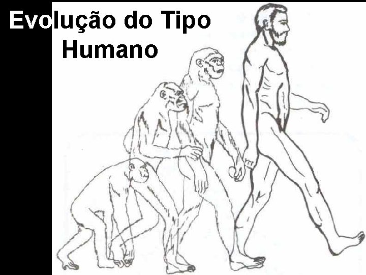 Evolução do Tipo Humano 
