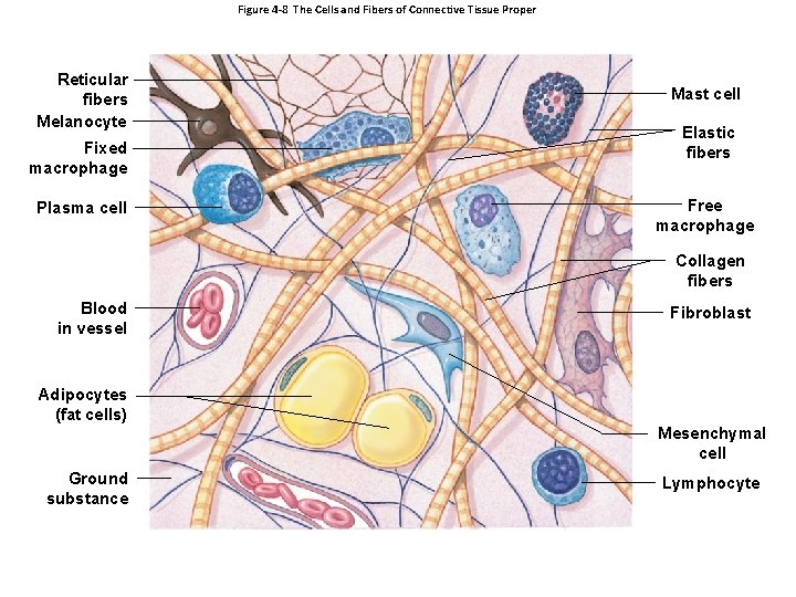 Figure 4 -8 The Cells and Fibers of Connective Tissue Proper Reticular fibers Melanocyte