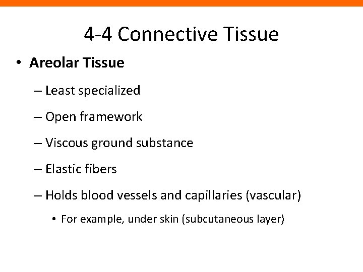 4 -4 Connective Tissue • Areolar Tissue – Least specialized – Open framework –