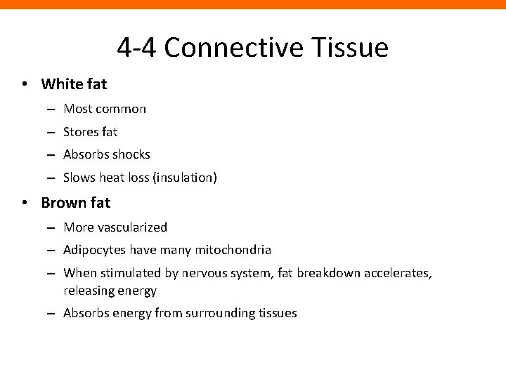 4 -4 Connective Tissue • White fat – Most common – Stores fat –