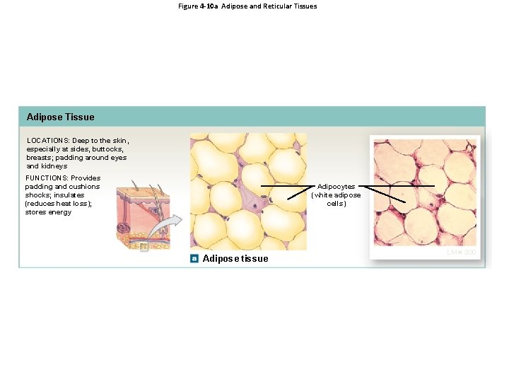 Figure 4 -10 a Adipose and Reticular Tissues Adipose Tissue LOCATIONS: Deep to the