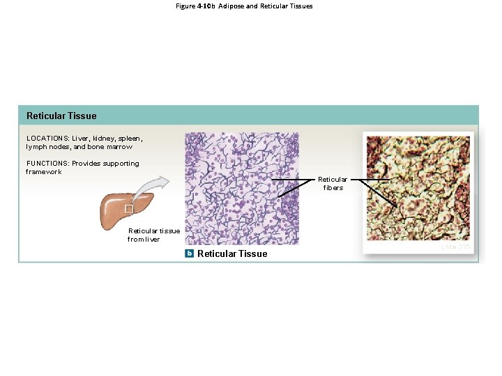 Figure 4 -10 b Adipose and Reticular Tissues Reticular Tissue LOCATIONS: Liver, kidney, spleen,