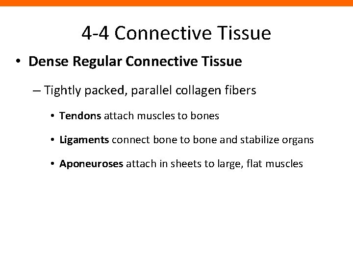 4 -4 Connective Tissue • Dense Regular Connective Tissue – Tightly packed, parallel collagen