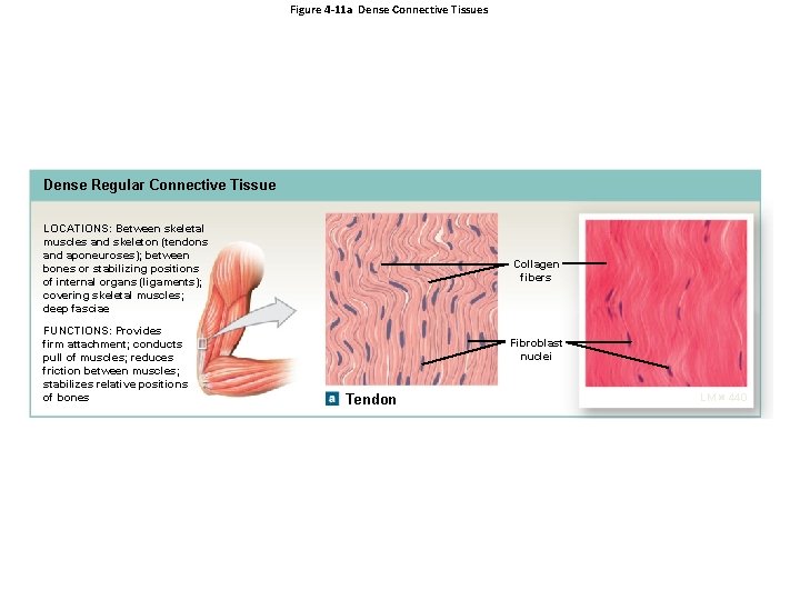 Figure 4 -11 a Dense Connective Tissues Dense Regular Connective Tissue LOCATIONS: Between skeletal