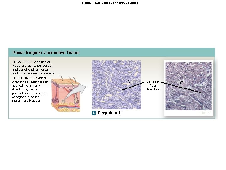Figure 4 -11 b Dense Connective Tissues Dense Irregular Connective Tissue LOCATIONS: Capsules of