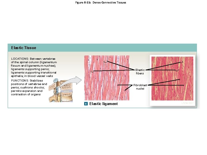 Figure 4 -11 c Dense Connective Tissues Elastic Tissue LOCATIONS: Between vertebrae of the