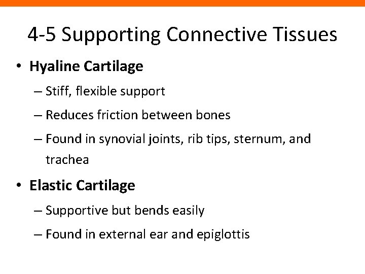 4 -5 Supporting Connective Tissues • Hyaline Cartilage – Stiff, flexible support – Reduces