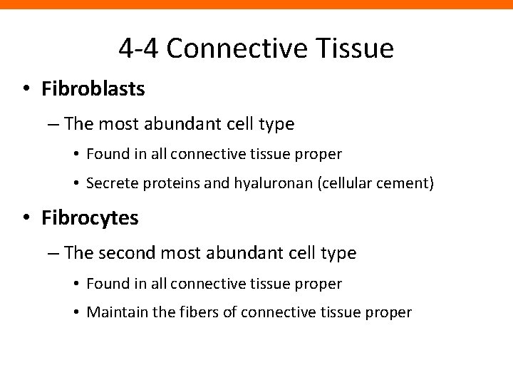 4 -4 Connective Tissue • Fibroblasts – The most abundant cell type • Found