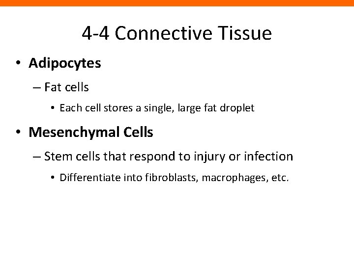4 -4 Connective Tissue • Adipocytes – Fat cells • Each cell stores a