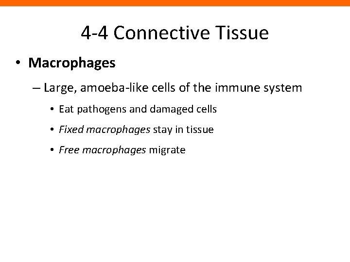 4 -4 Connective Tissue • Macrophages – Large, amoeba-like cells of the immune system