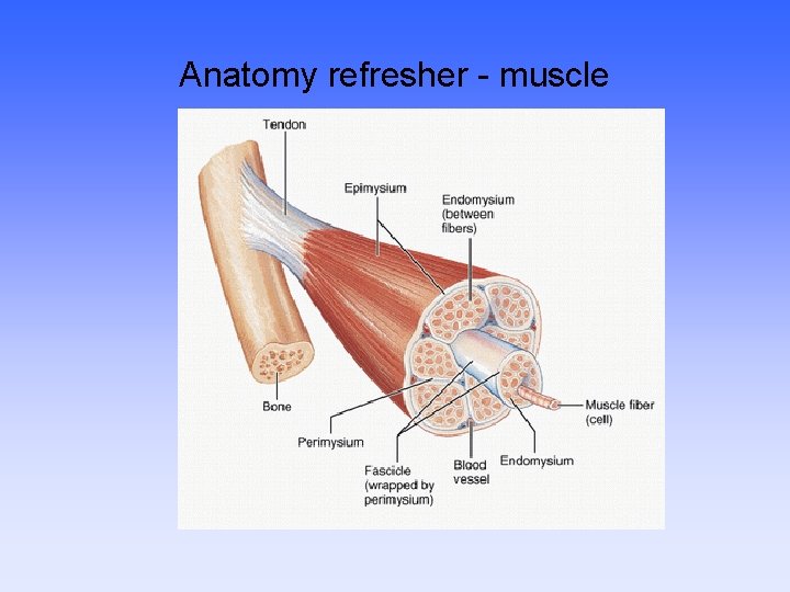 Anatomy refresher - muscle 