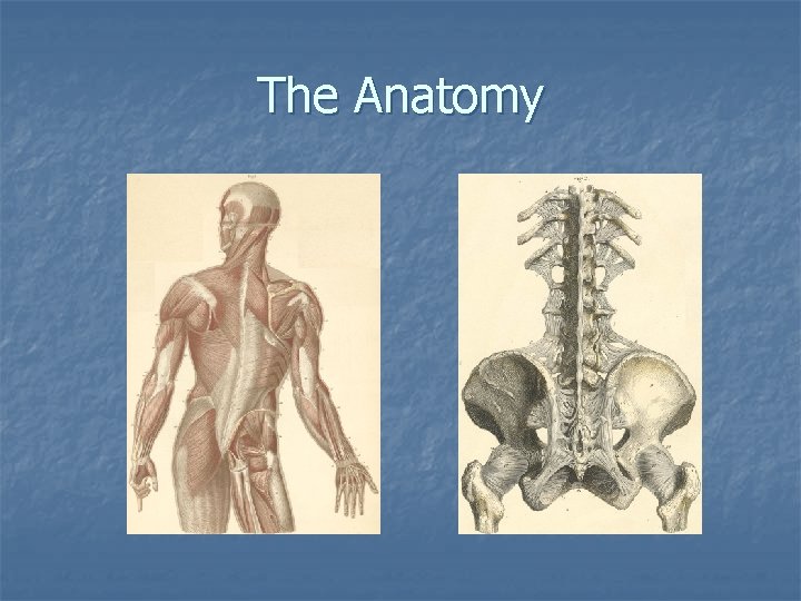 The Anatomy 